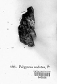 Polyporus undatus image